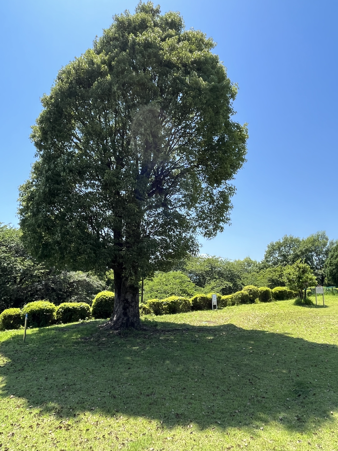 【小田原市】植物療法（フィトテラピー）とスタジオアウンの統合医療